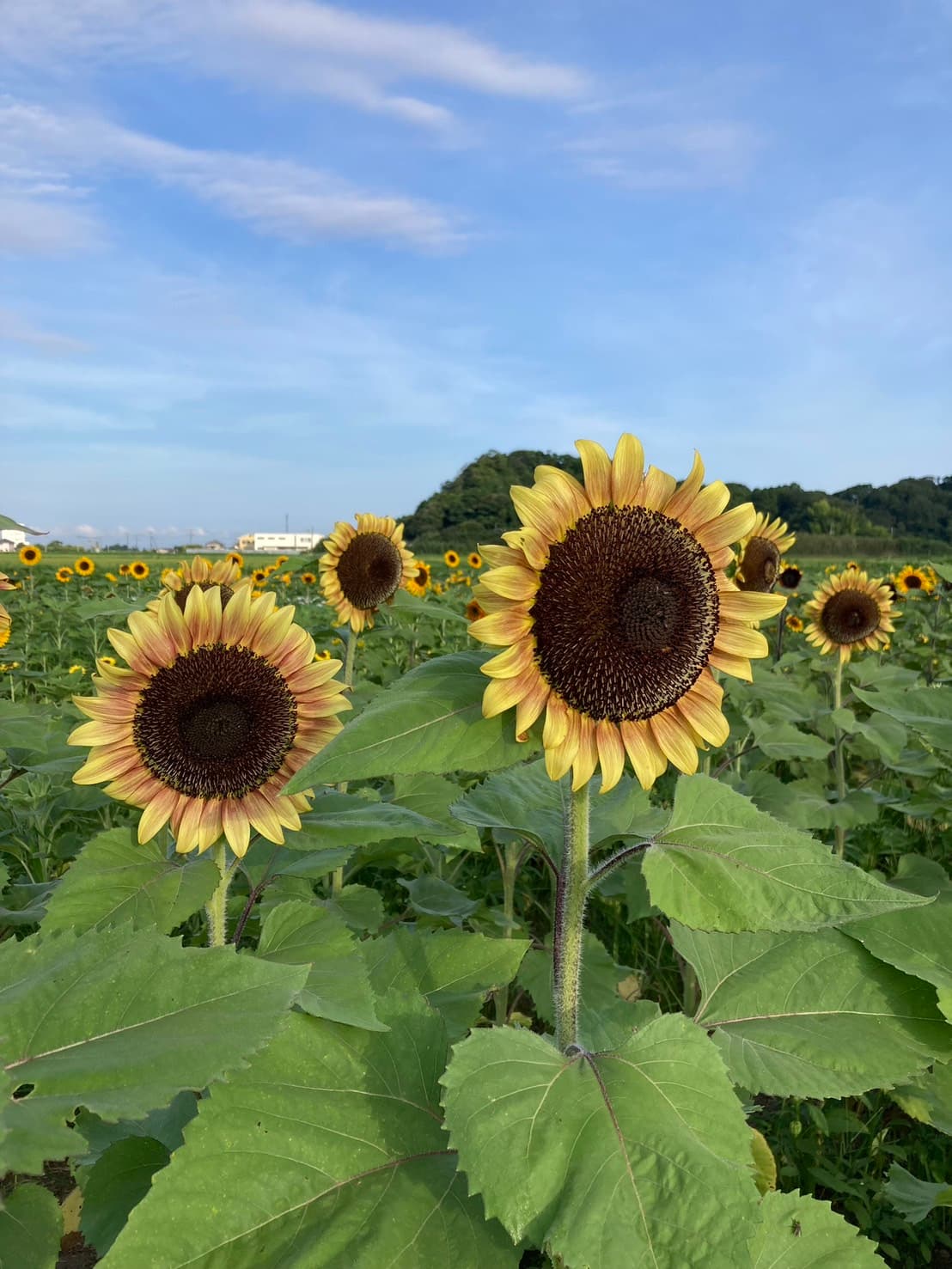 黄色いひまわり