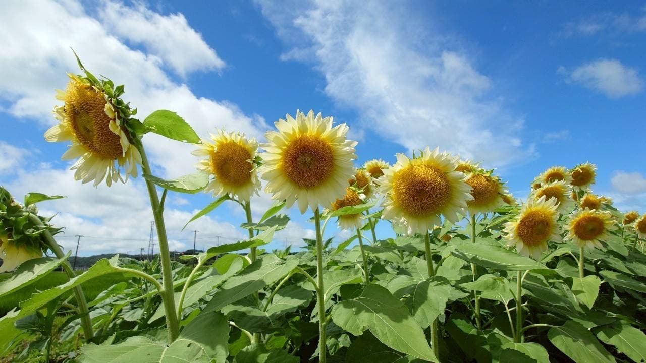 ひまわりの群生
